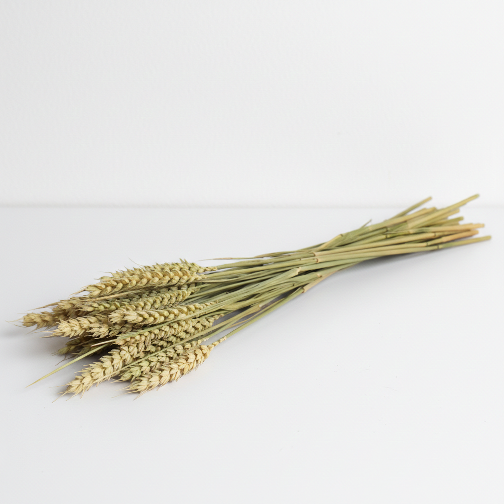 Sušená Pšenice natur verde – jemná zelená přírodní dekorace do kytic, věnců a aranžmá